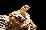 Bearded dragon or Pogona vitticeps is a genus of reptiles isolated on black background