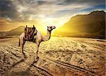 Camel in sandy desert near mountains at sunset