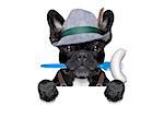 cool bavarian oktoberfest  german french bulldog  dog  with beer mug and sausage in mouth , behind blank empty banner or placard , isolated on white background