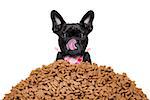 hungry  french bulldog dog behind a big mound or cluster of food  , isolated on white background