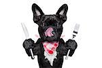 hungry french bulldog dog with tableware or utensils ready to eat dinner or lunch , tongue sticking out , isolated on white background