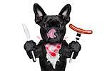 hungry french bulldog dog with tableware or utensils ready to eat dinner or lunch , with a sausage, tongue sticking out , isolated on white background