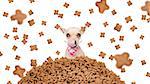 hungry chihuahua  dog behind a big mound or cluster of food , food raining all over,isolated on white background