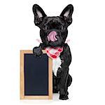 hungry french bulldog dog  ready to eat dinner or lunch , holding a blank blackboard or placard, tongue sticking out , isolated on white background