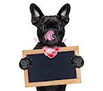 hungry french bulldog dog  ready to eat dinner or lunch , holding  blank banner or blackboard, tongue sticking out , isolated on white background