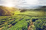 Tea plantation and lonley tree in sunset time. Nature background