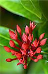 Red buds flower of Ixora chinensis Lamk ( West Indian Jasmine ) smaller than normal in Thailand