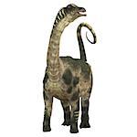 Antarctosaurus was a sauropod herbivore dinosaur that lived during the Cretaceous Period in South America.