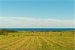 Scenic view of hay stacks on sunny day (Point East Coastal Drive, Prince Edward Island, Canada)