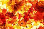 Bright autumn leaves, background