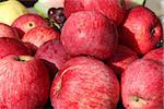 harvest of tasty and ripe red apples