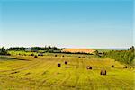 Scenic view of hay stacks on sunny day (Central Coastal Drive, Prince Edward Island, Canada)