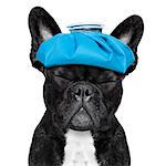 french bulldog dog  with  headache and hangover with ice bag or ice pack on head, eyes closed suffering , isolated on white background
