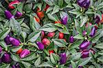 background of hot loco pepper plant in garden, loco is a compact multi branching Chili producing a heavy crop of  upright facing vivid purple peppers
