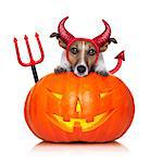 halloween  witch  jack russell dog on a big pumpkin, isolated on white background