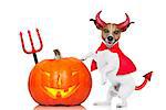 jack russell halloween dog dressed up as devil holding a pumpkin , isolated on white background