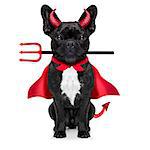 halloween  witch french bulldog  dog  dressed as a bad devil with red cape , isolated on white background