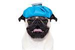 pug  dog  with  headache and hangover with ice bag or ice pack on head,  suffering and crying ,  isolated on white background,