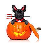 halloween pumpkin witch french bulldog  dog inside a pumpkin dressed as a bad devil , isolated on white background