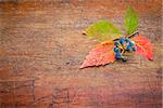 fall decoration background - vine leaf and berries against rustic wood with a copy space