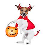 halloween devil pug dog with trick or treat bowl, isolated on white background