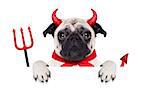 halloween devil pug dog  hiding behind white empty blank banner or placard or poster , isolated on white background