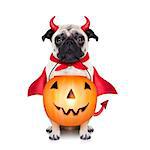 halloween devil pug dog with trick or treat bowl, isolated on white background