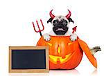 halloween devil pug dog inside pumpkin, scared and frightened, with blank empty blackboard or placard, isolated on white background