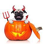 halloween devil pug dog inside pumpkin, scared and frightened, isolated on white background