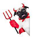 halloween devil pug dog  hiding behind white empty blank  banner or placard ,isolated on white background