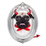 halloween devil pug dog  inside a grey silver frame on the wall, isolated on white background