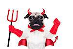 halloween devil pug dog  with red cape, isolated on white background