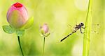 Dragonfly close up with water lily over yellow background