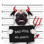 halloween devil pug dog crying in a mugshot, caught on with photo  camera, in police station jail