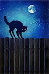 Black cat on old wood fence at  night