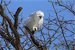 Snowy owl perched in a tree with open beak.