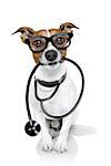 jack russell dog  as a medical veterinary doctor with stethoscope with glasses, isolated on white background