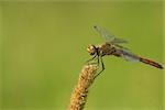 macro of dragonfly sitting on the herbal spikelet