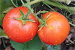 beautiful red tomatoes hanging on the branch in the garden