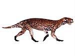 Lycaenops was a carnivorous mammal-like reptile that lived in South Africa during the Permian Period.