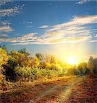 Country road in the colorful autumn forest