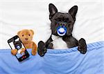 french bulldog dog  with  headache and hangover sleeping in bed like a baby with pacifier , teddy bear close together and takinf a selfie to share