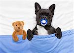 french bulldog dog  with  headache and hangover sleeping in bed like a baby with pacifier , teddy bear close together