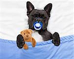 french bulldog dog  with  headache and hangover sleeping in bed like a baby with pacifier ,embracing  teddy bear close together