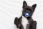 french bulldog dog  with  headache and hangover sleeping in bed like a baby with a pacifier,  dreaming sweet dreams