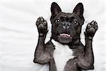 french bulldog dog  surprised , shocked and frightened, staring at you with arms in the air