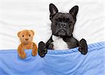french bulldog dog  with  headache and hangover sleeping in bed, with teddy bear close together
