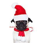 pug dog as santa claus with red hat, for christmas holidays, looking dumb, with a sugar candy cane in mouth, isolated on white background