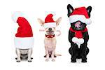 row and group of santa claus dogs, for christmas holidays, eyes covered by the hat , isolated on white background