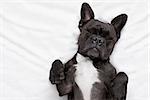 french bulldog dog  with  headache and hangover sleeping in bed, dreaming of you